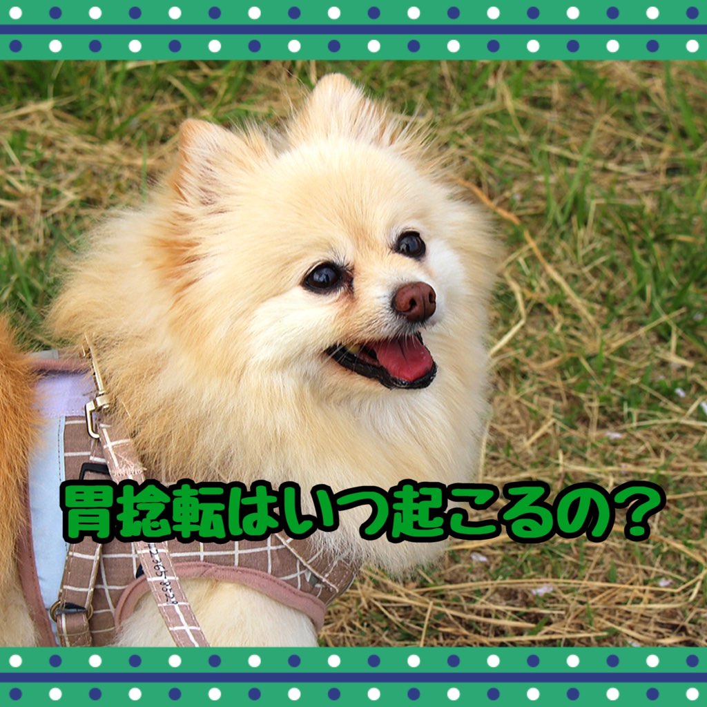 胃捻転 Twitter Search Twitter