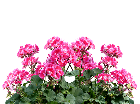 エアーかおるの日 Twitter Search Twitter