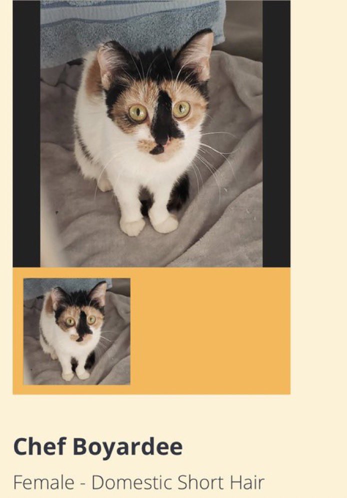 petfindernames's tweet image. 