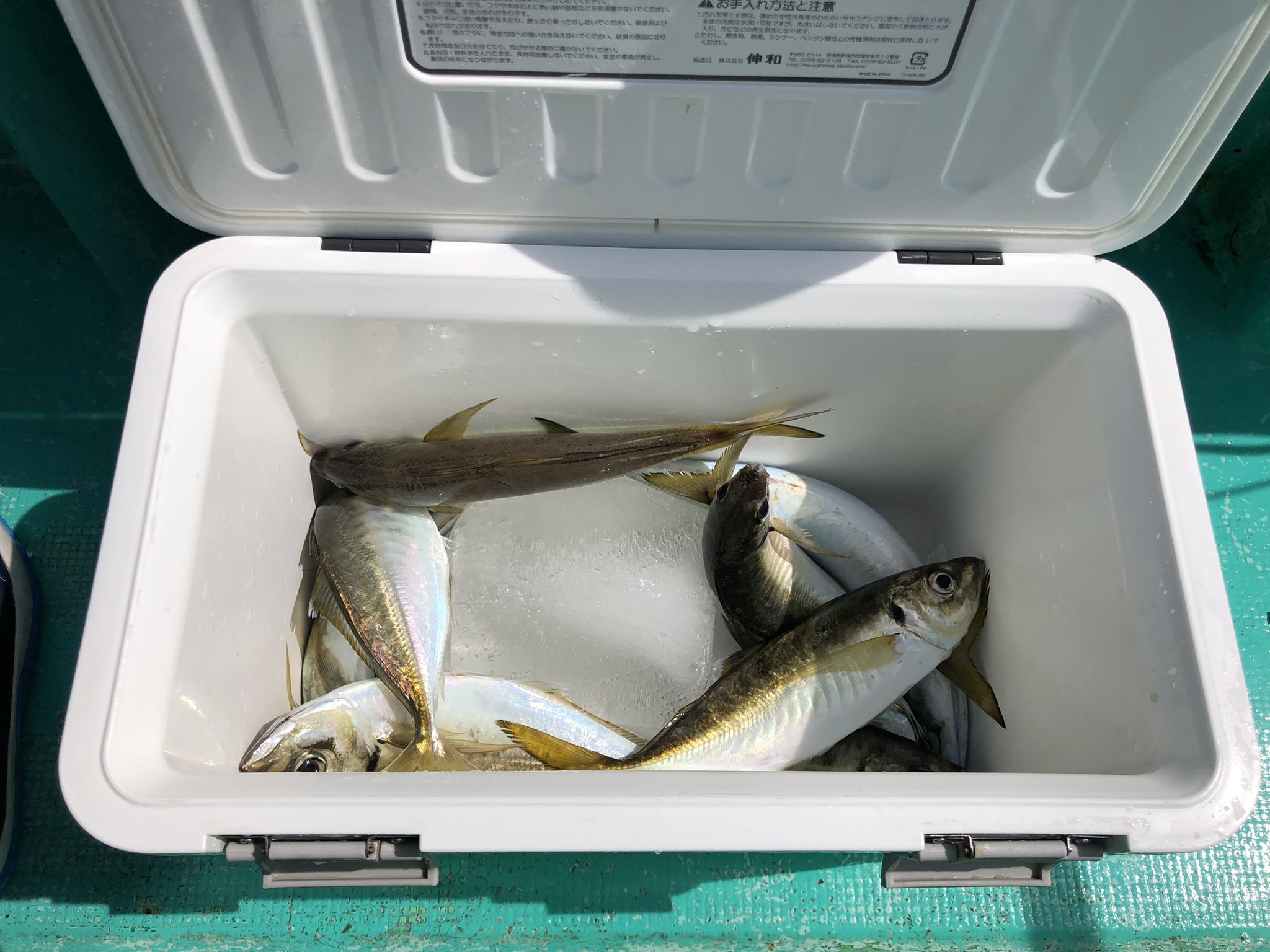 渡辺芳弘 今日は横須賀の走水でブランドのアジ釣り そこそこいいペースで釣れてます T Co Gykvytgb2q Twitter