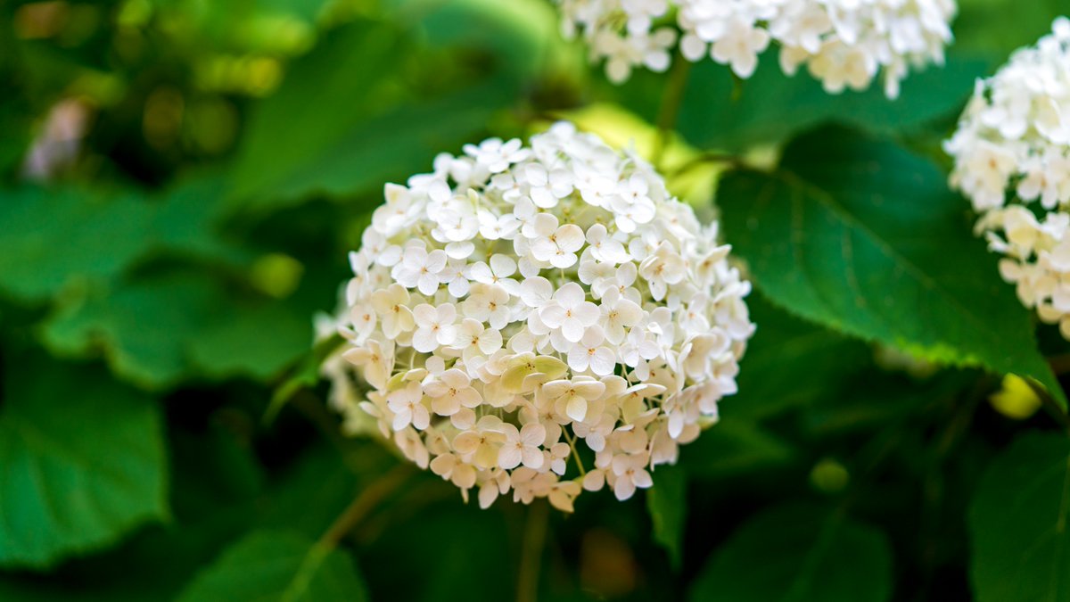 Tom Koyama 麗しいアナベル Graceful Annabelle Hydrangea In Osaka Expo Park Expopark Osakaexpo Expo70 Osaka Osakajapan Hydrangea Annabelle Hydrangeagarden 万博記念公園 大阪万博 大阪 紫陽花 アジサイ アナベル あじさいの森 Tom Koyama 麗しいアナベル Graceful Annabelle Hydrangea In Osaka Expo Park Expopark Osakaexpo Expo70 Osaka Osakajapan Hydrangea Annabelle Hydrangeagarden 万博記念公園 大阪万博 大阪 紫陽花 アジサイ アナベル あじさいの森