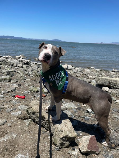 #Dog #SuzieQ_CCSTCA_02 The beach is my happy place getpet.info/SuzieQ_CCSTCA_…