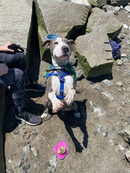 #Dog #SuzieQ_CCSTCA_02 Treats please getpet.info/SuzieQ_CCSTCA_…