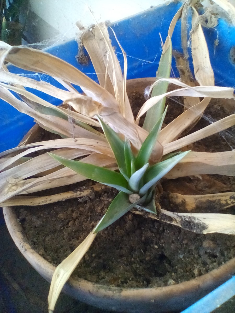 JayeRev's tweet image. Six months ago, I stopped watering this pineapple plant and set it aside.
To my amazement this ratoon has grown from the mother plant.
No water for six months during a mega drought in California.....
I'm convinced! 
Pineapple really is a super food AND a super plant !!