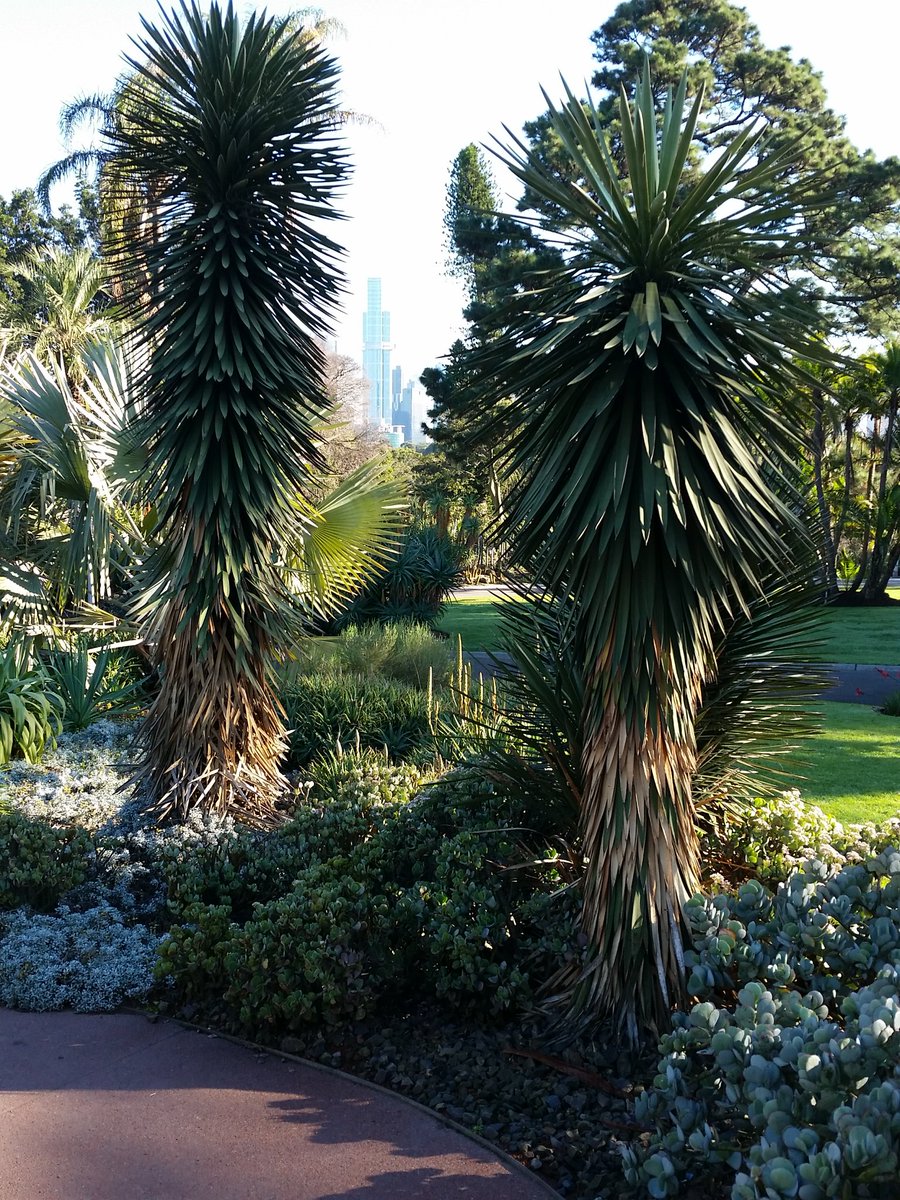 Nice morning walk in the #rbg here in Melbourne