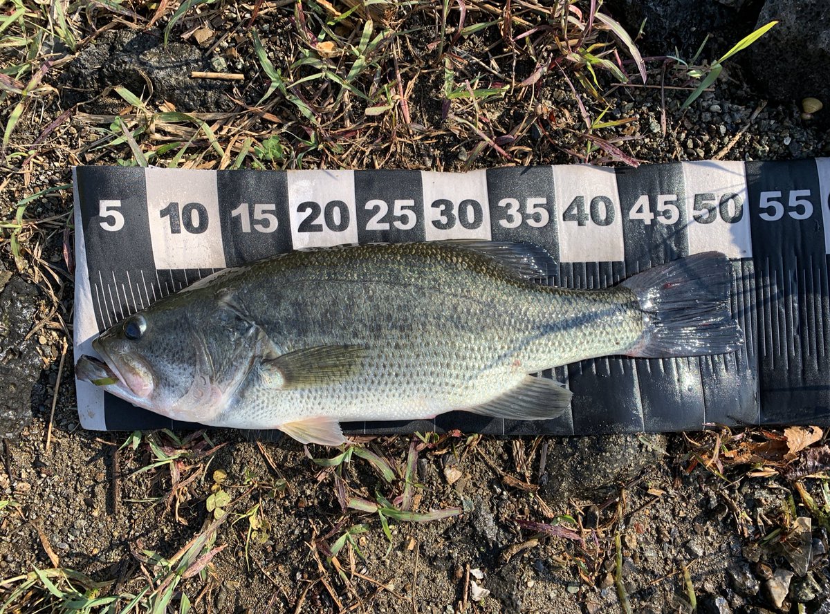 河口湖バス釣り