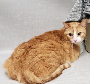 **RETURN** Beautiful Bella Tucker was adopted back in 2018 and her owner has returned her to the shelter. Bella Tucker is about 3 yrs old and already spayed. She is hoping to meet a new best friend who will give her a furever home. Come meet Bella at facebook.com/NYCDEATHROWCAT…