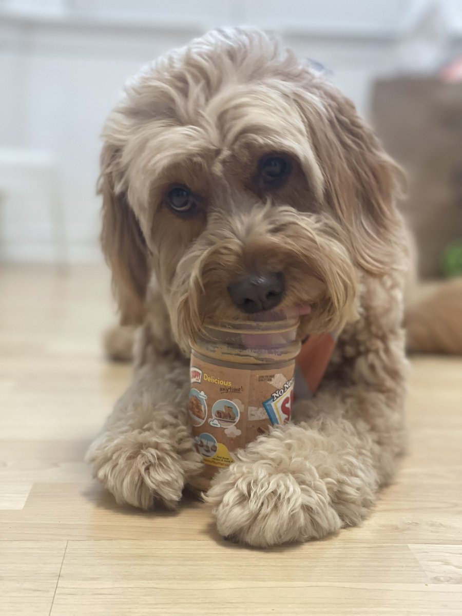 meritthemini tweet media