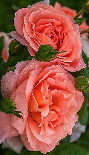 Luna OM (@ranasilvia63) on Twitter photo <a href="/SergioA60798547/">Sergio</a> <a href="/mvf7186/">#TmSofia</a> @GRAHAM15583070 <a href="/nuvisionquestt2/">🦅Nu_Vision_Quest_Type2🏹</a> <a href="/Jilliemary/">Jillian Peeling</a> <a href="/sitaravirgo/">$ÎTÂRÂ_$TAR💫🌟</a> @Dmike667David <a href="/RedAdhara/">Adhara</a> <a href="/zareena011/">Zareena 🌼🌺🥀</a> <a href="/Genn_Scog/">Genn</a> @BellaSwanSDV <a href="/Charlizefanart/">Charlize Theron Fanart</a> <a href="/Rambler1960/">#MGWV#JOSE</a> @GuySandstrm <a href="/m_usmanabbas/">#FanBoy</a> <a href="/MartaAvendao/">Marta Avendaño 🍃🌸</a> #TmSofia
@GRAHAM15583070
<a href="/nuvisionquestt2/">🦅Nu_Vision_Quest_Type2🏹</a>
<a href="/Jilliemary/">Jillian Peeling</a>
<a href="/sitaravirgo/">$ÎTÂRÂ_$TAR💫🌟</a>
@Dmike667David
<a href="/RedAdhara/">Adhara</a>
<a href="/zareena011/">Zareena 🌼🌺🥀</a>
<a href="/Genn_Scog/">Genn</a>
<a href="/SergioA60798547/">Sergio</a>
@BellaSwanSDV
<a href="/Charlizefanart/">Charlize Theron Fanart</a>
<a href="/Rambler1960/">#MGWV#JOSE</a>
@GuySandstrm
<a href="/m_usmanabbas/">#FanBoy</a>
<a href="/MartaAvendao/">Marta Avendaño 🍃🌸</a> <a href="/SergioA60798547/">Sergio</a> <a href="/mvf7186/">#TmSofia</a> @GRAHAM15583070 <a href="/nuvisionquestt2/">🦅Nu_Vision_Quest_Type2🏹</a> <a href="/Jilliemary/">Jillian Peeling</a> <a href="/sitaravirgo/">$ÎTÂRÂ_$TAR💫🌟</a> @Dmike667David <a href="/RedAdhara/">Adhara</a> <a href="/zareena011/">Zareena 🌼🌺🥀</a> <a href="/Genn_Scog/">Genn</a> @BellaSwanSDV <a href="/Charlizefanart/">Charlize Theron Fanart</a> <a href="/Rambler1960/">#MGWV#JOSE</a> @GuySandstrm <a href="/m_usmanabbas/">#FanBoy</a> <a href="/MartaAvendao/">Marta Avendaño 🍃🌸</a> #TmSofia
@GRAHAM15583070
<a href="/nuvisionquestt2/">🦅Nu_Vision_Quest_Type2🏹</a>
<a href="/Jilliemary/">Jillian Peeling</a>
<a href="/sitaravirgo/">$ÎTÂRÂ_$TAR💫🌟</a>
@Dmike667David
<a href="/RedAdhara/">Adhara</a>
<a href="/zareena011/">Zareena 🌼🌺🥀</a>
<a href="/Genn_Scog/">Genn</a>
<a href="/SergioA60798547/">Sergio</a>
@BellaSwanSDV
<a href="/Charlizefanart/">Charlize Theron Fanart</a>
<a href="/Rambler1960/">#MGWV#JOSE</a>
@GuySandstrm
<a href="/m_usmanabbas/">#FanBoy</a>
<a href="/MartaAvendao/">Marta Avendaño 🍃🌸</a>