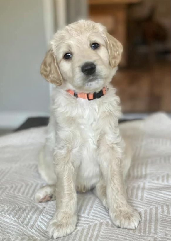 Got a new furbaby today but he needs a name!  Whatcha got?! #goldendoodle #goldendoodleoftwitter #puppies #goldendoodlepuppy #dogsoftwitter #puppiesoftwitter