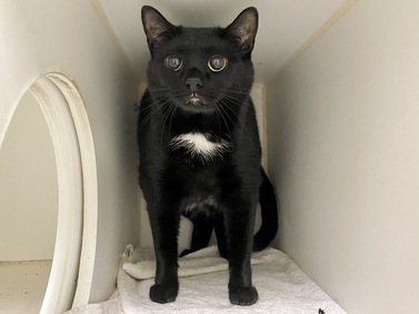 Poor Midnight was surrendered due to owner's personal circumstances. She is about 4 yrs old and already spayed.
Midnight is stressed at the shelter and would love to be back in a home again. This beautiful pantherette is waiting for you at MACC. facebook.com/NYCDEATHROWCAT…