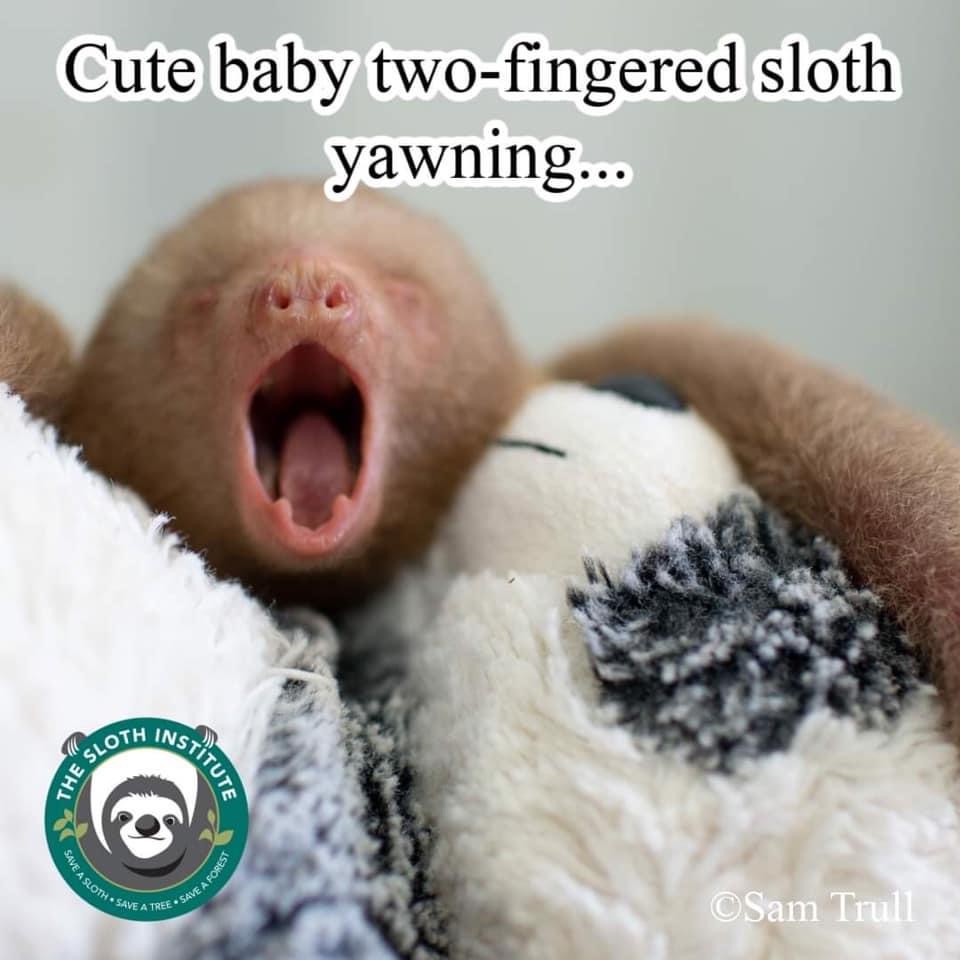 yawning sloth