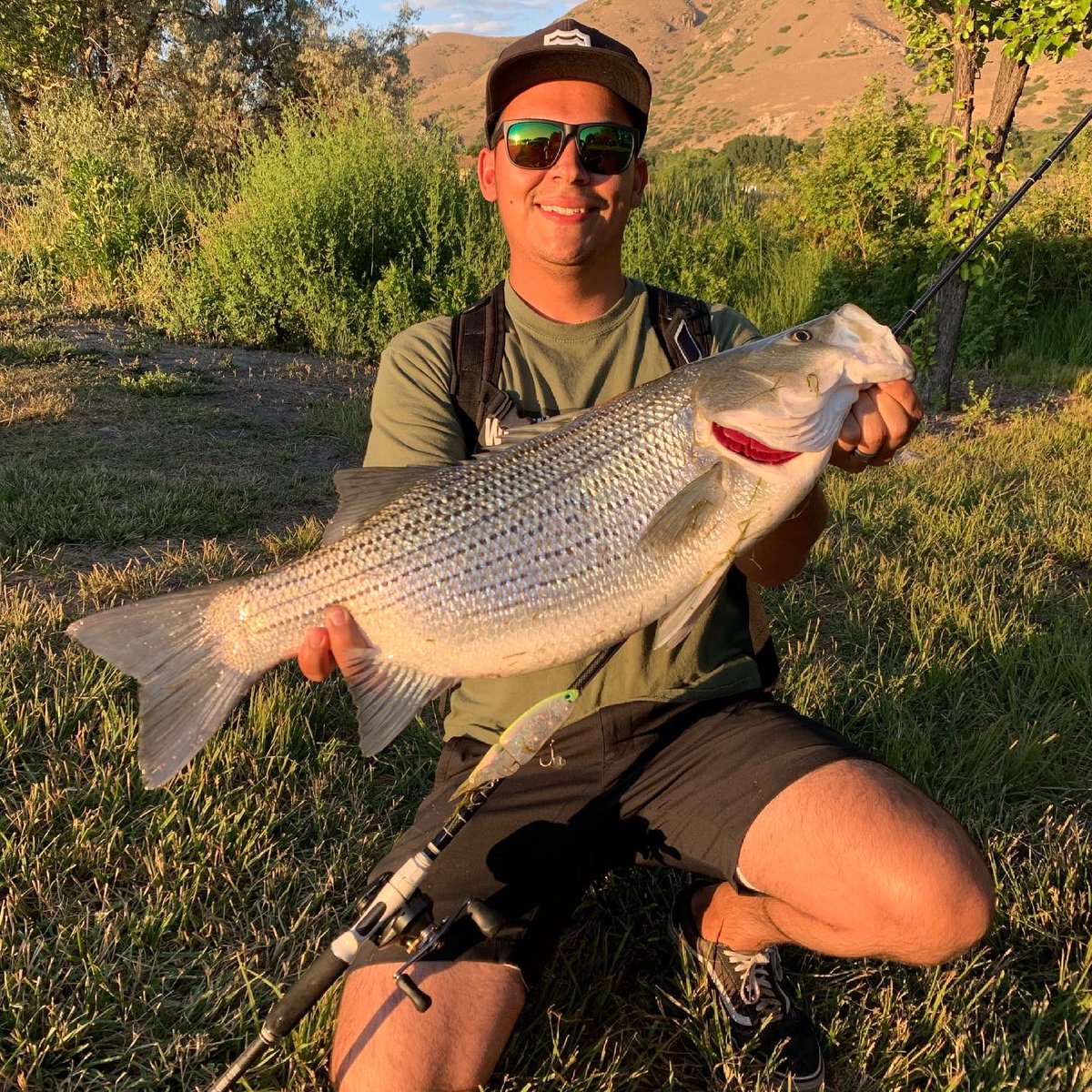 fear_nobass's tweet photo. Last night fished with my nephew @joshua_haack and FNB a member. He mentioned he had never before caught a wiper. Problem solved. He caught a Spring Lake GIANT!!!
So glad I was there to witness and take pics for him. 

#wiper
#fnb #fearnobass https://t.co/C7sWxZZxpl