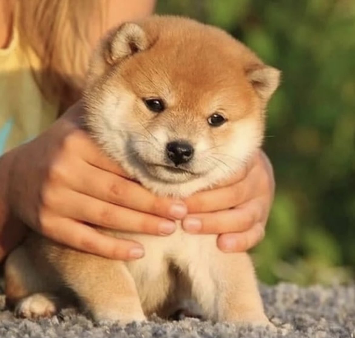 thedailydogvibe's tweet photo. Can’t hold back my cuteness forever 😳😍🔥#dogsoftwitter #dogsofinstagram #dogs https://t.co/c2oOdz5T8p