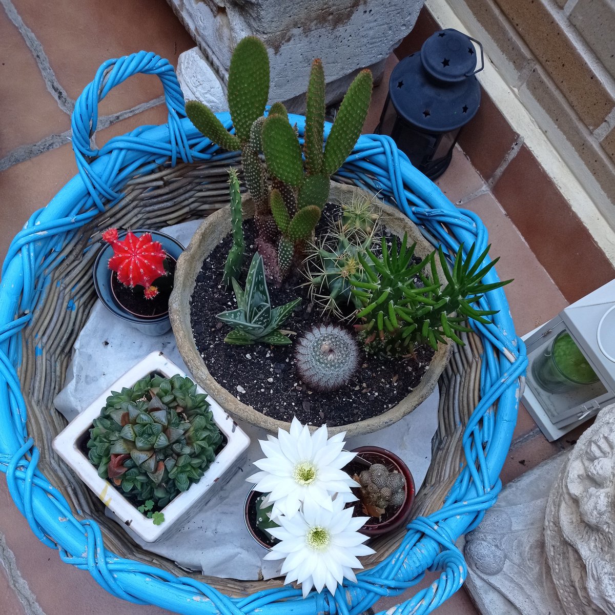 tono58's tweet photo. En el cesto de los cactus han salido flores de un día #efimeras https://t.co/zvWjahoNvD