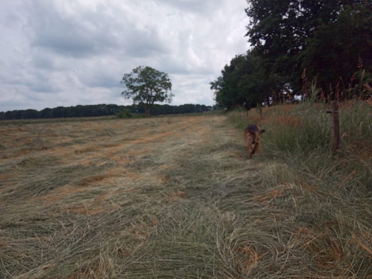 * 𝗦𝗽𝗼𝗲𝗱𝗶𝗻𝘇𝗲𝘁 𝗔𝘀𝘀𝗲𝗻 *
Zaterdag 26-6 heeft RWO samen met RHGD en Oger SARDogs gezocht naar een sinds 25-6 vermiste vrouw in Assen. Helaas toen niet gevonden. 27-6 kwam het trieste bericht dat ze overleden is teruggevonden, in een gedeelte buiten ons doorzochte gebied