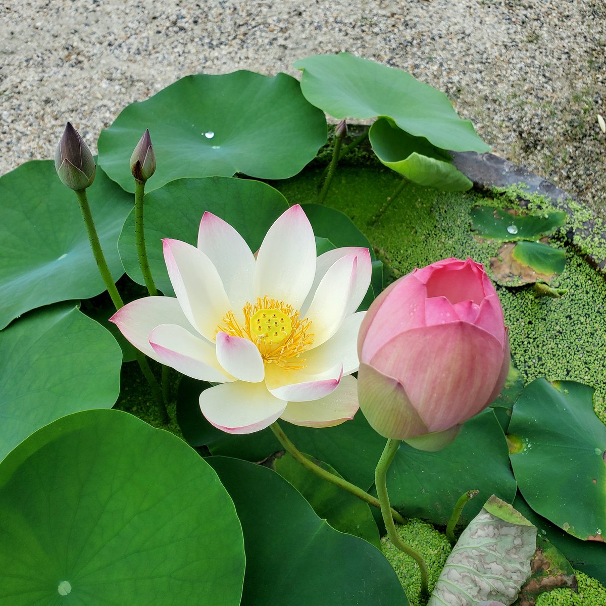 Motojojo Motojojo Twitter