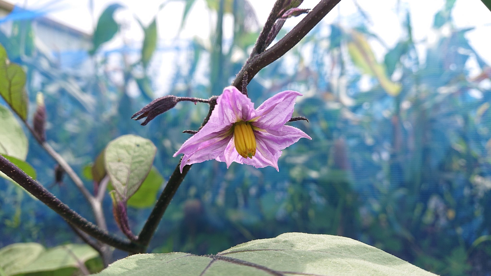 お茶の国の侍 ゆきえもん 我が家の畑のナスの花 静岡県 藤枝市 ナスの花 茄子の花 ナス 茄子 茄 ナスビ T Co Dqfa0krokx Twitter