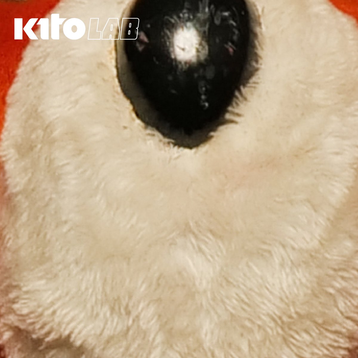 kitothailand's tweet photo. อะไรเอ่ย?
#KitoLAB https://t.co/zhjYf8dKok