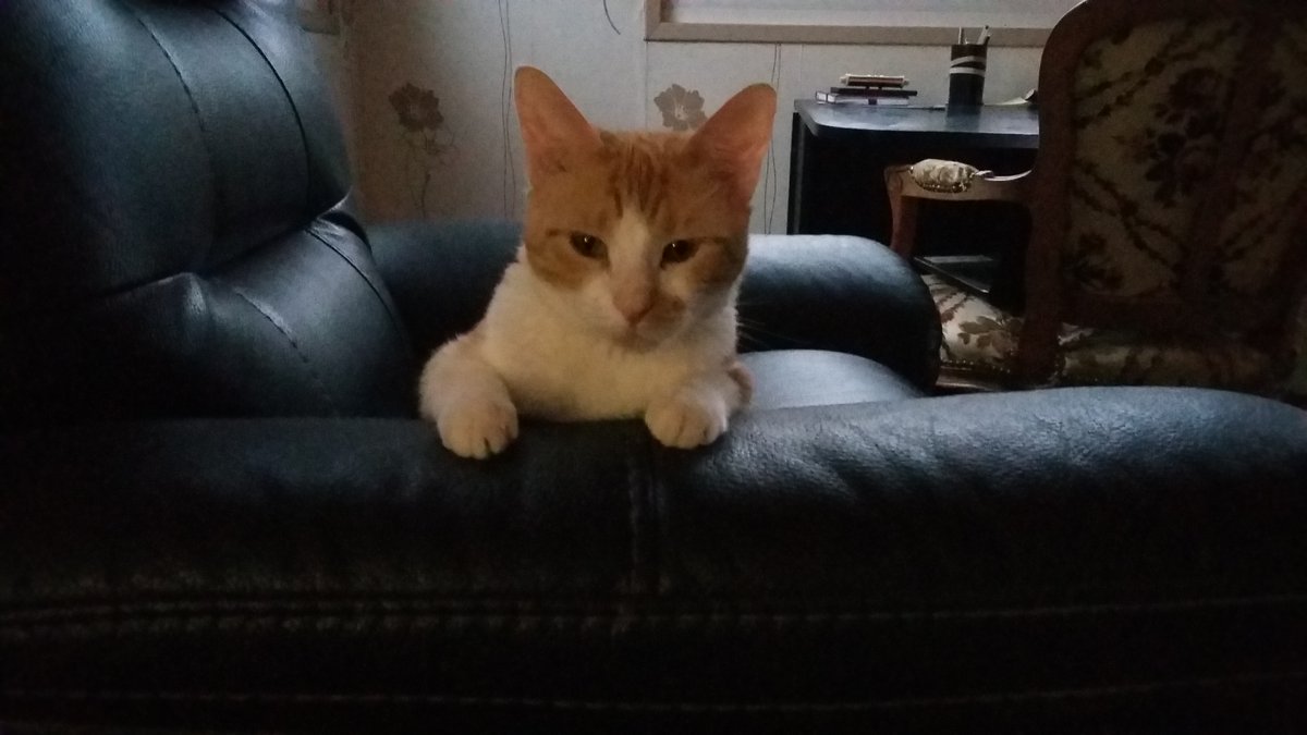 cathmaf's tweet photo. Introducing Wizard https://t.co/keOqrKQVjb