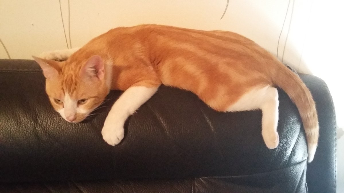 cathmaf's tweet photo. Introducing Wizard https://t.co/keOqrKQVjb