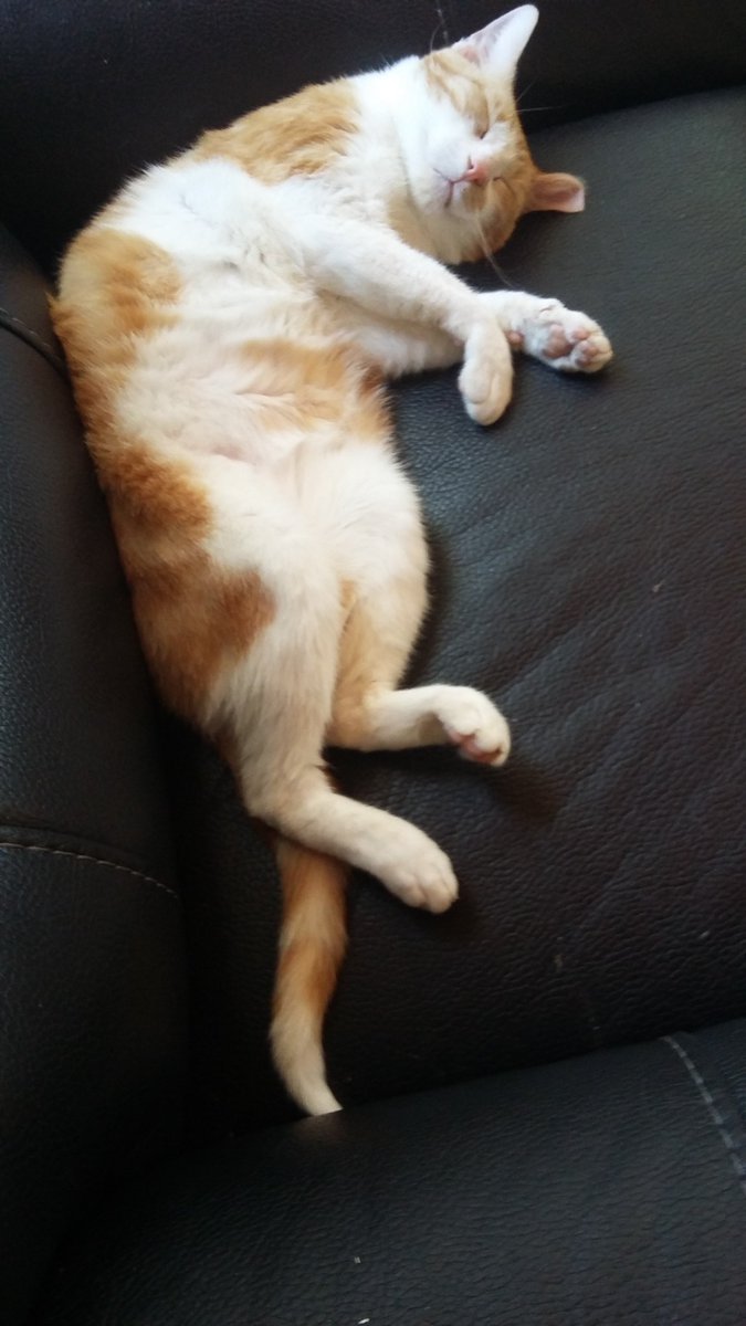cathmaf's tweet photo. Introducing Wizard https://t.co/keOqrKQVjb