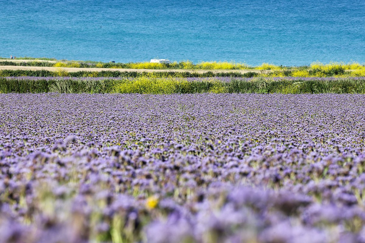 Farmer Simon Whear is growing Phacelia as a cover crop between cauliflowers, rather than leaving bare ploughed fields. It's a green manure, which when turned back over into the soil adds nutirents and retains nitrogen, lessening the need for fertiliser. cornwalllive.com/news/cornwall-…