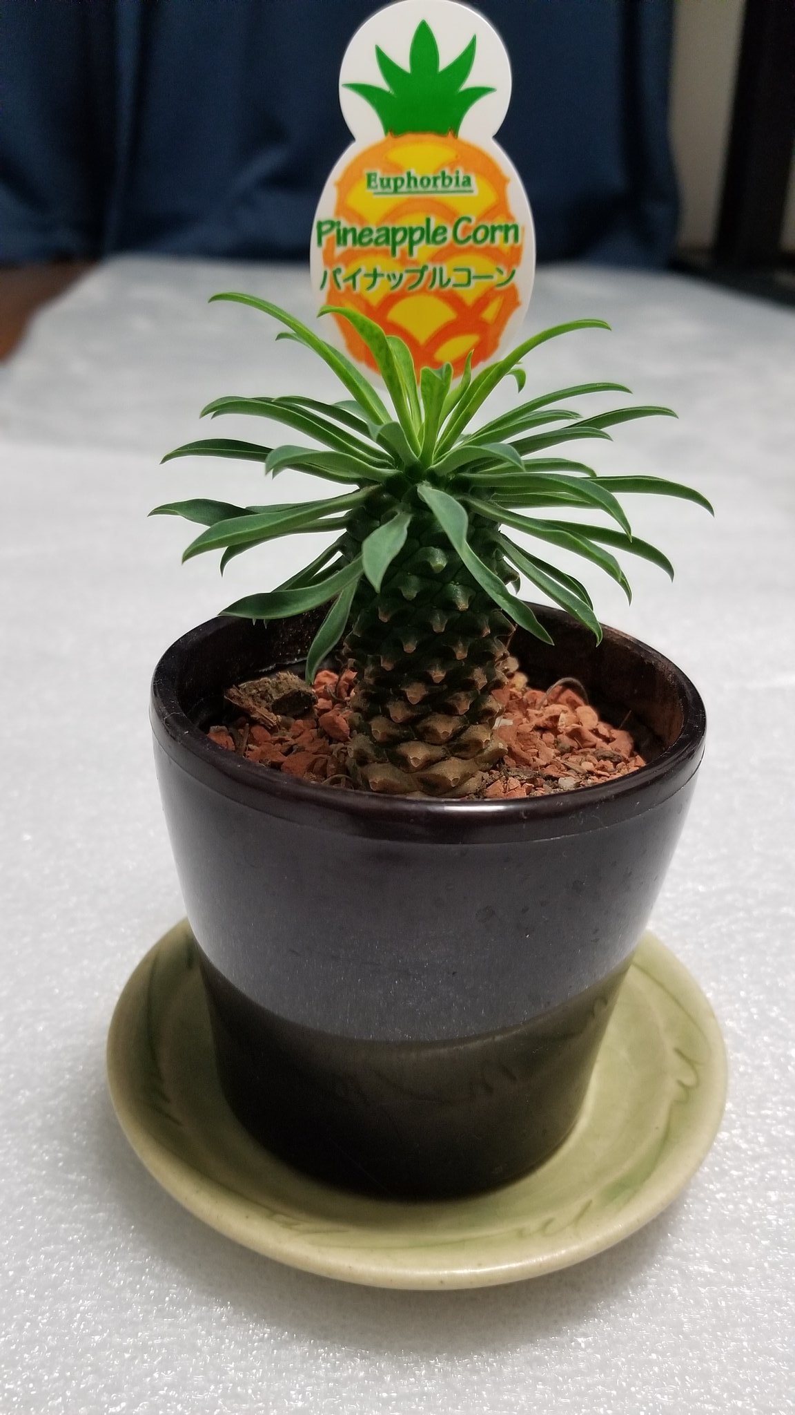 Haruo Aikawa かわいくて買ってしまった It S Cute I Bought This Pineapple Corn Pineapplecorn パイナップルコーン ソテツキリン 観葉植物 T Co Rw9go51brk Twitter