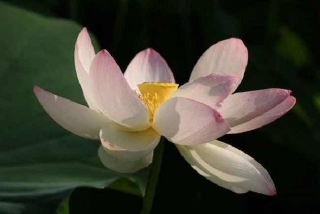 Festival du lotus - Giroussens: Tout un week-end en pleine floraison des lotus pour venir profiter de nombreuses animations dans les Jardins ! - Le lotus, ses (...) dlvr.it/S2bGXd