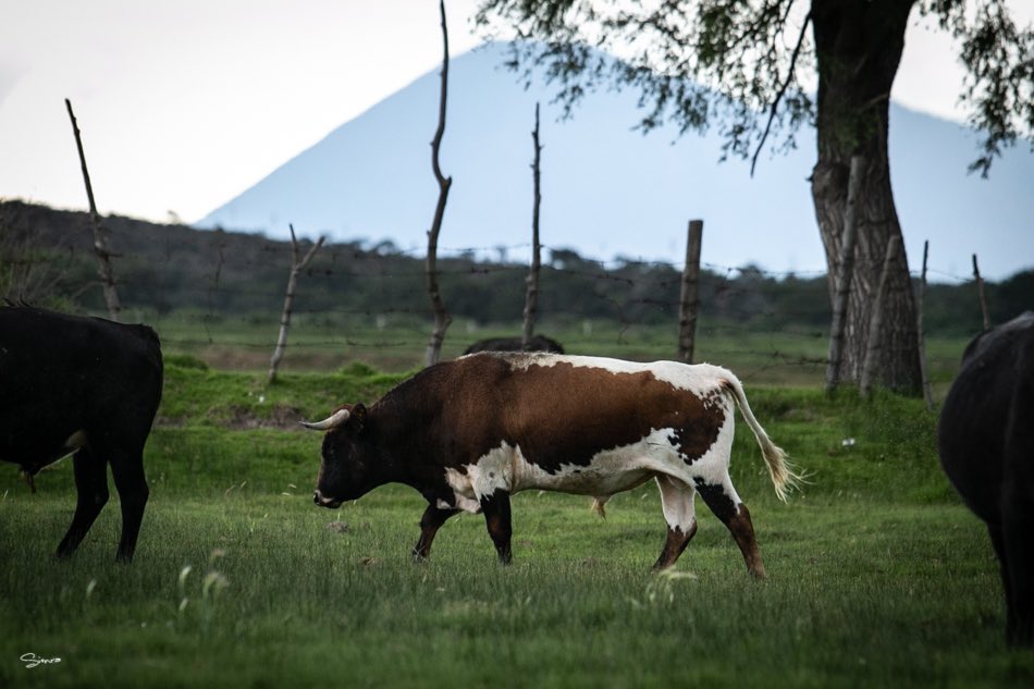 NuñezDelOlmo tweet media