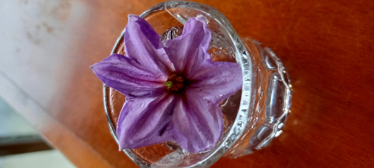 左:日本ハッカの挿し木

発根してきた😄💕
増やすぞ～⤴️

右:🍆の花　

茄子色って…そのまんま😄じゃん
愛らしいなあ❤️