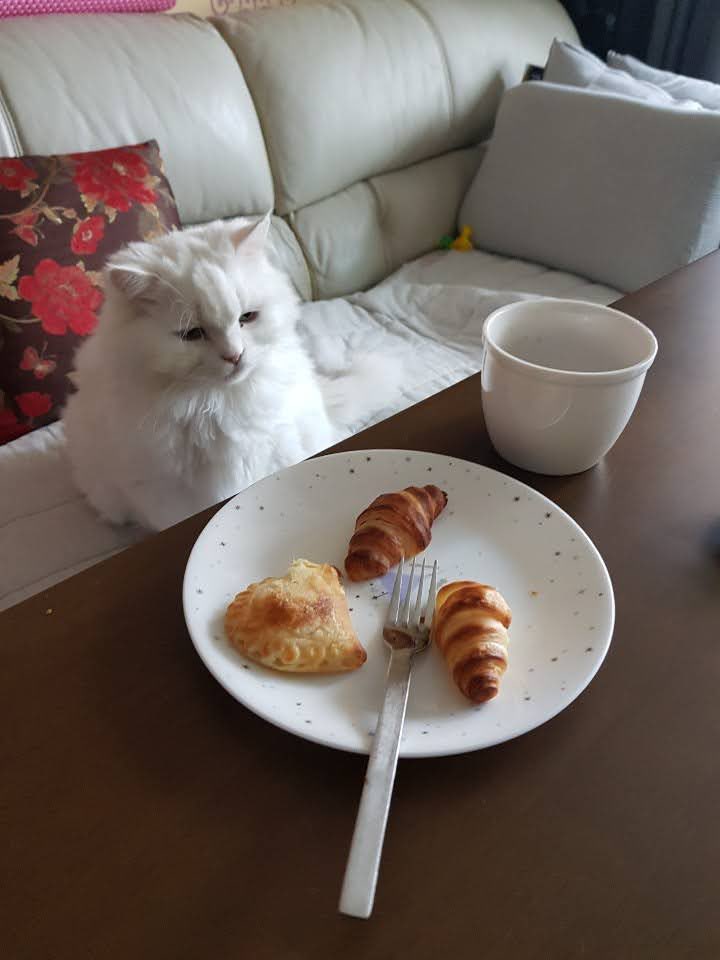 안녕하세요.
우리 오즈가 오늘 아침 9시 50분에 냥냥별로 여행을 떠났어요.
가기 전에 많이 아팠어요.
사랑만 주던 우리 오즈 좋은 곳 가라고 기도 한번 씩만 해주세요...