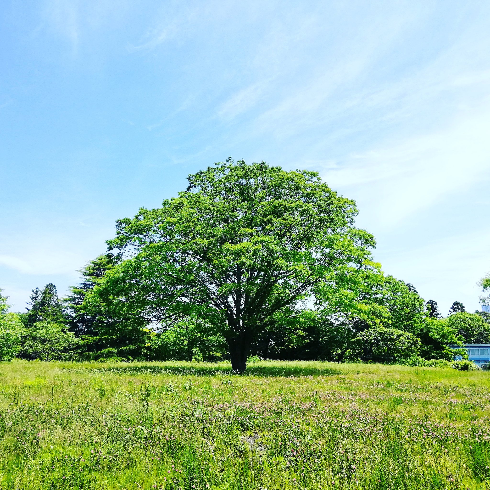 𝓐 アズ この木なんの木気になる木 木 仙台カメラ倶楽部 仙台カメラ部 仙台 東北大学 自然が好きな人と繋がりたい 風景写真 風景写真好きな人と繋がりたい 風景攝影 風景写真を撮るのが好きな人と繋がりたい 風景写真が好き 風景写真が好き