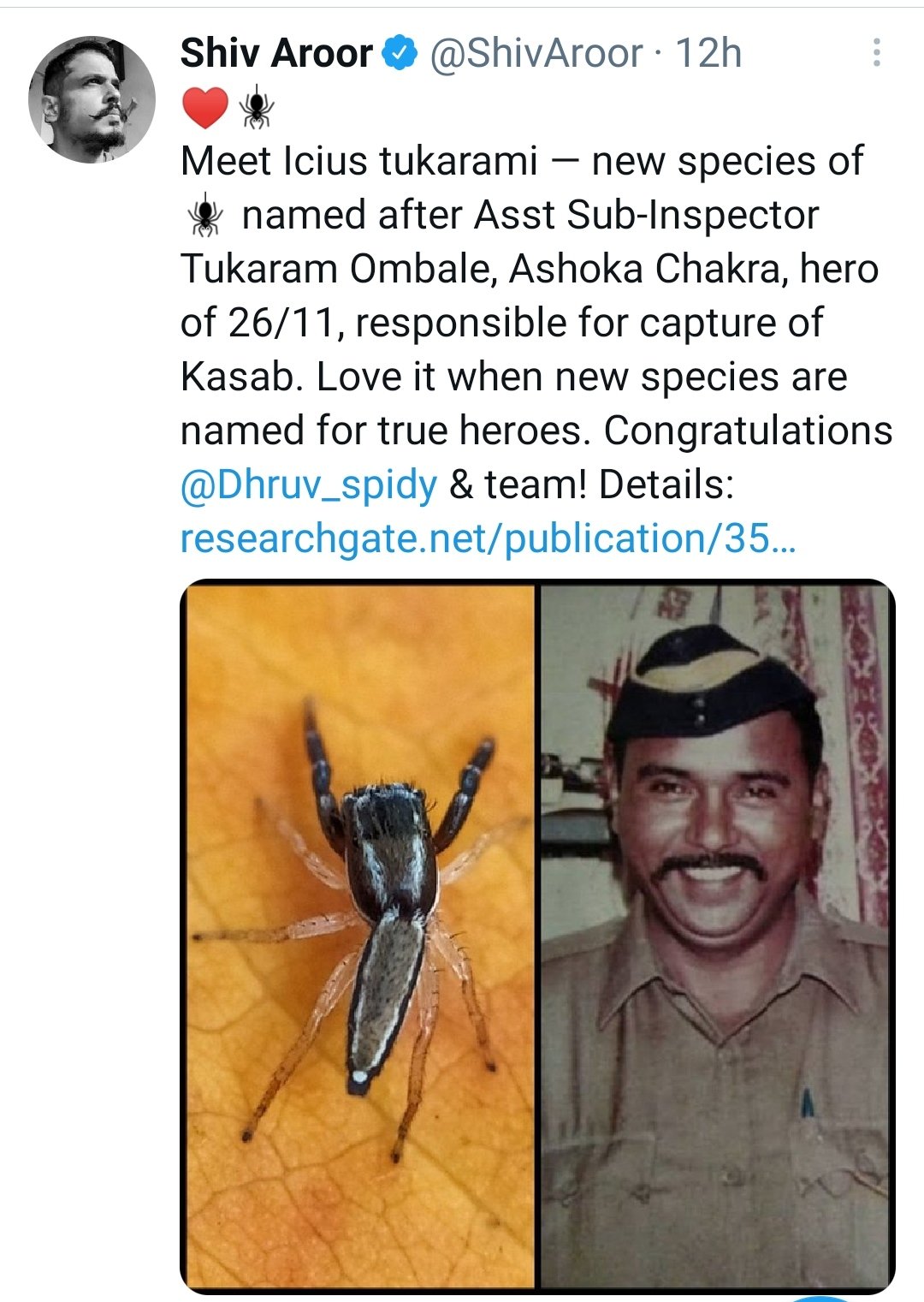Ramesh Pandey Icius Tukarami Is The Scientific Name Given To This Newly Identified Jumping Spider From Thane Maharashtra By Naturalist Dhruv Spidy Great Gesture To Martyr Asi Tukaram Amble Who Sacrificed