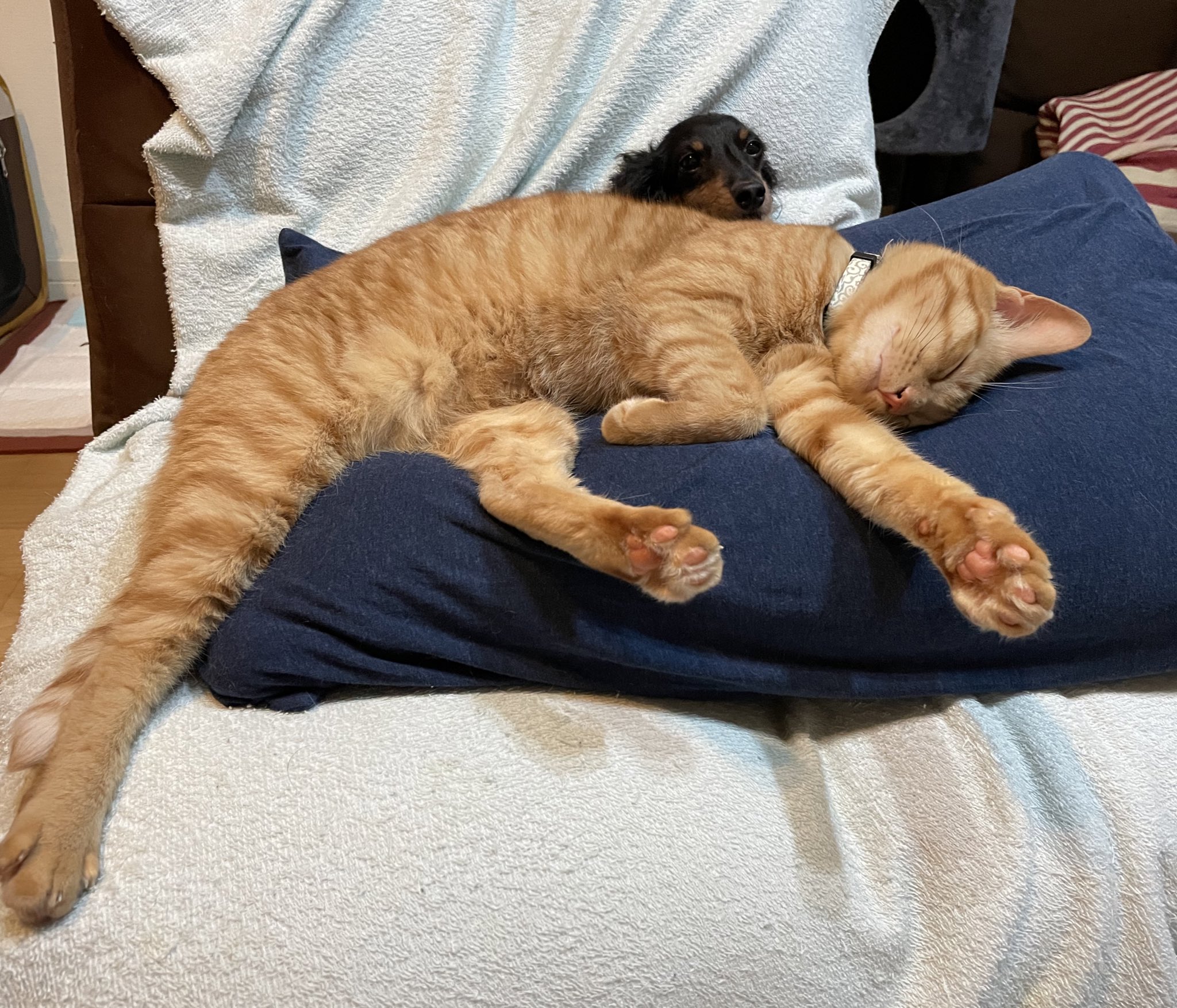 Recura 無防備 笑 猫好きさんと繋がりたい 保護猫 猫と暮らす ねこかわいい T Co 6hu0t8oivk Twitter