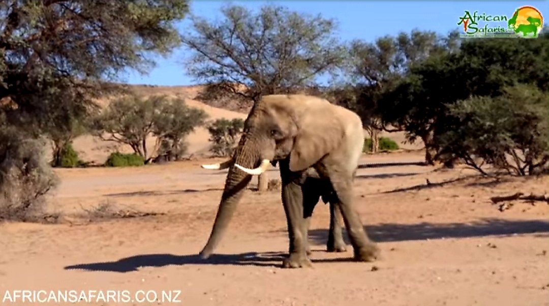CitysFElephants's tweet image. 🐘 #DesertElephants 
are currently found only in #Namibia and Mali. They tend to migrate from one waterhole to another, following traditional routes which depend on the seasonal availability of food + water.

📽
youtu.be/cAUsFUEooc8