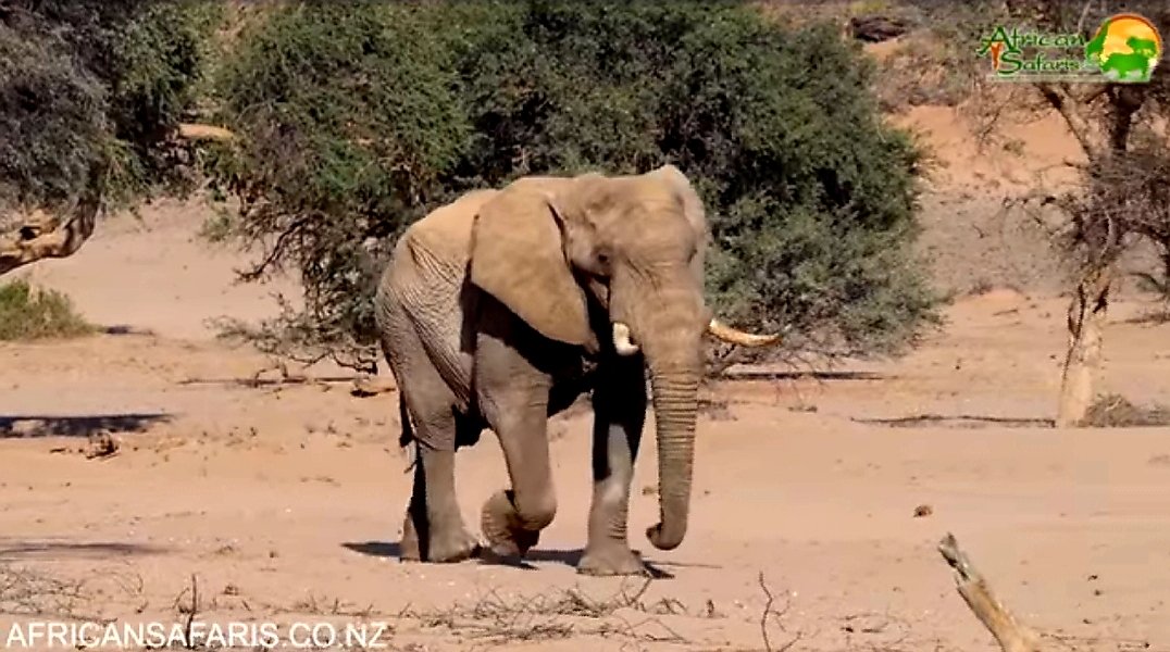 CitysFElephants's tweet image. 🐘 #DesertElephants 
are currently found only in #Namibia and Mali. They tend to migrate from one waterhole to another, following traditional routes which depend on the seasonal availability of food + water.

📽
youtu.be/cAUsFUEooc8