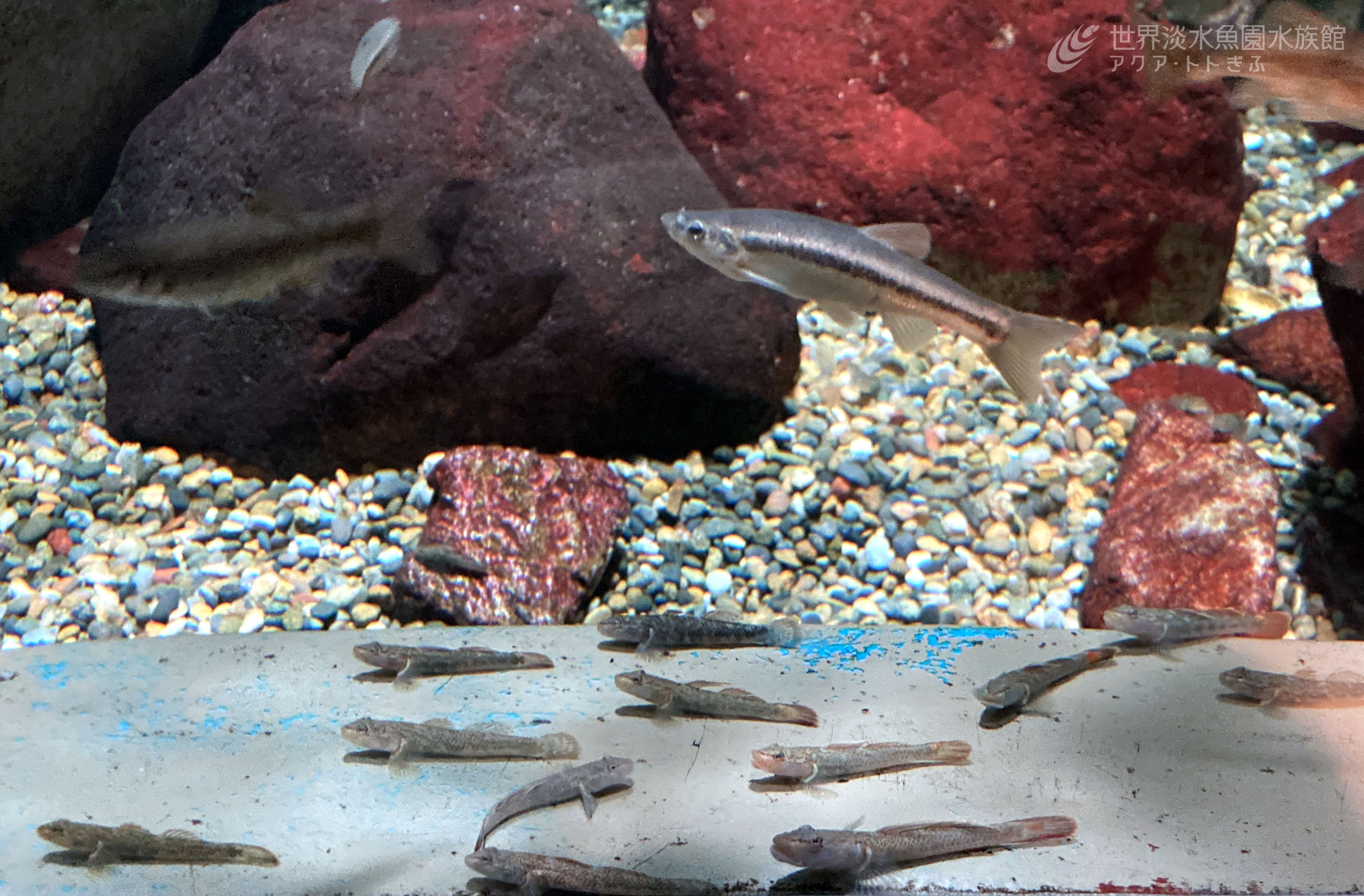 تويتر 世界淡水魚園水族館 アクア トト ぎふ على تويتر エサの時間が近づくと アクリル近くに集まって整列するカワヨシノボリ タカハヤ アブラハヤをかいくぐり カワヨシノボリにエサを与えるのは至難の業ですが こうやって集まってくれると飼育スタッフも