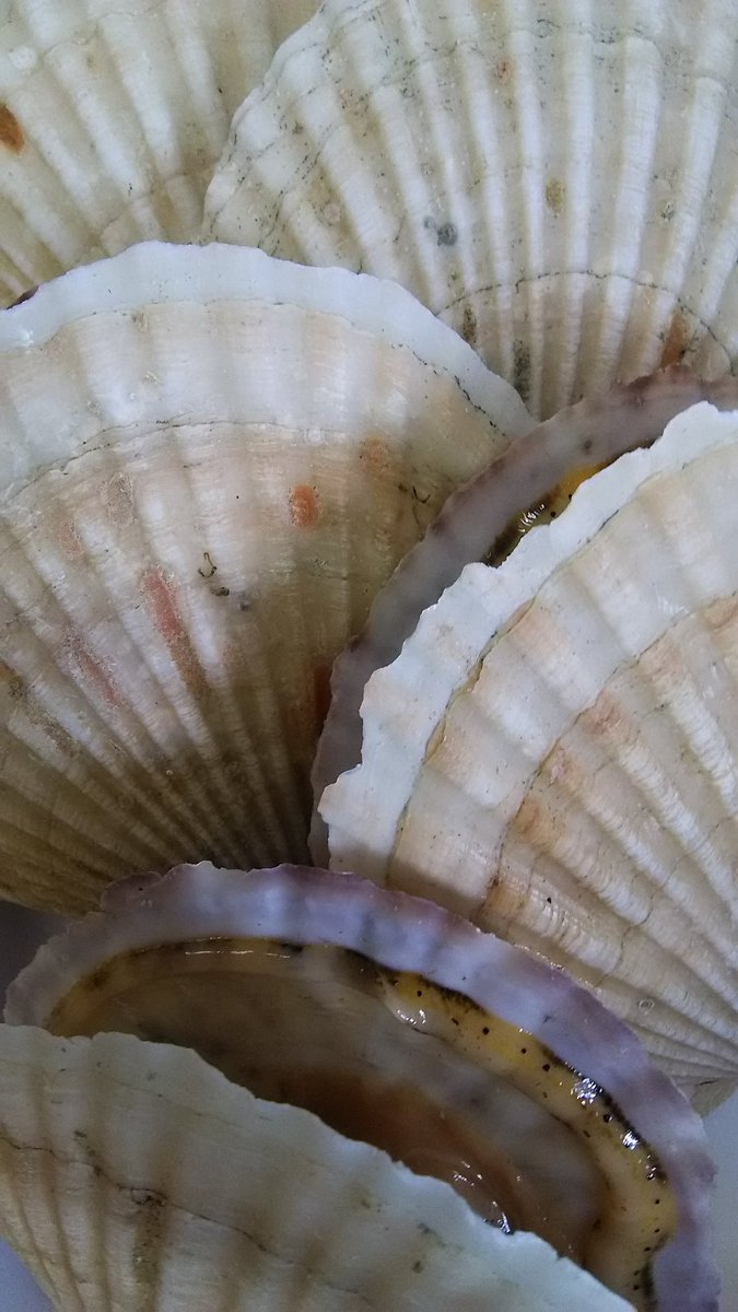 みんなの 海ん中 口コミ 評判 食べたいランチ 夜ごはんがきっと見つかる ナウティスイーツ