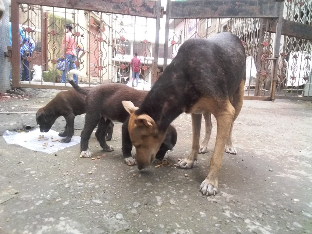 streetanimalsin's tweet photo. Feeding Day 577: Date 27.06.2021
Showering your love stay connected with humanity
@forfuturein @Childhelpindia #StreetAnimals #StreetAnimalsIndia #pawsandclawsofficial #pacofficialindia #forfutureindia #forfutureindiateam #foodfeeding #animallover #betterlivesfordogs https://t.co/V6EJWxFJnU
