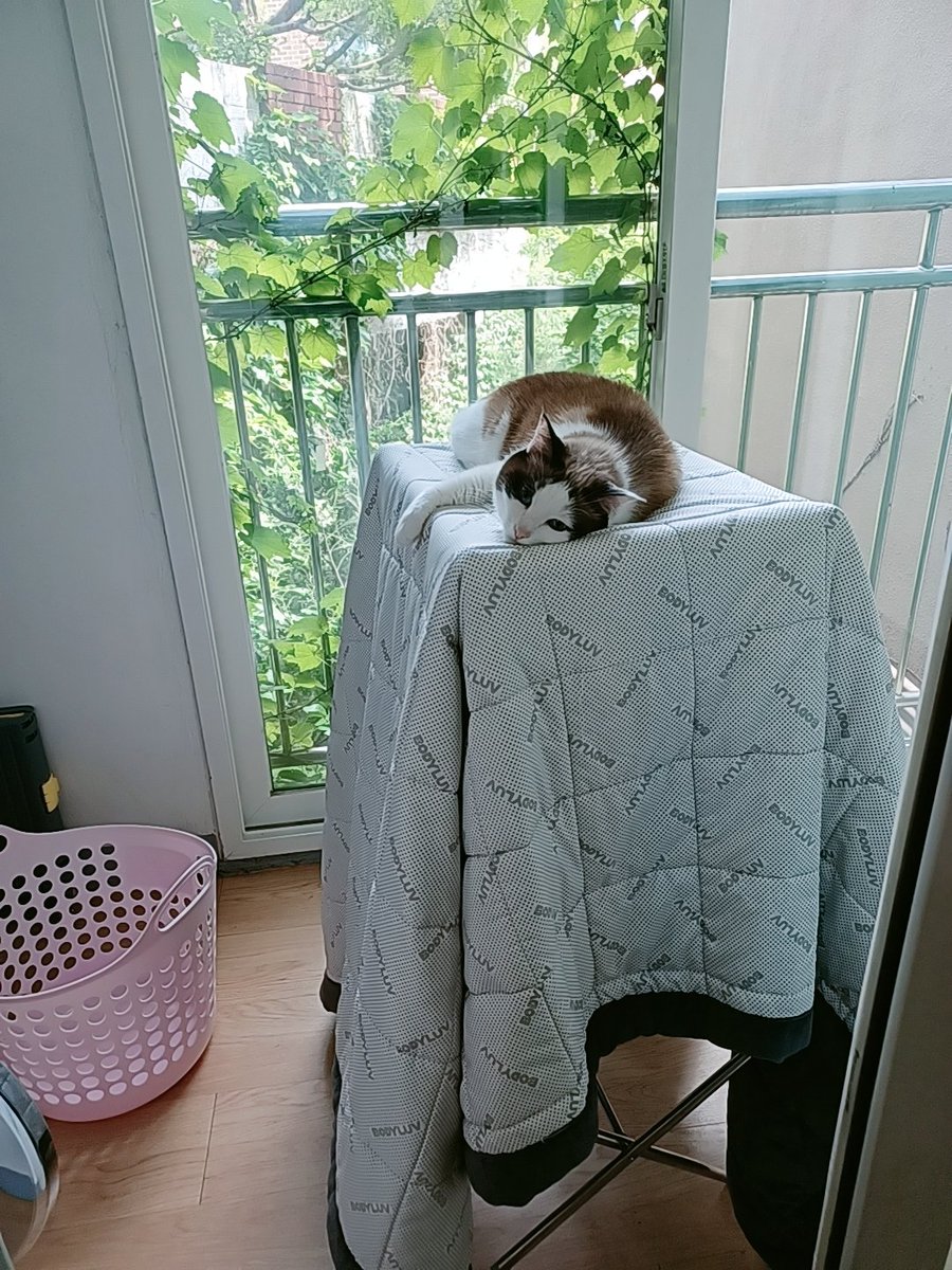 Mint_thecat's tweet photo. 고양이야
그 이불을 왜 빨았는지는 아니? https://t.co/ax0W4Vhyfc
