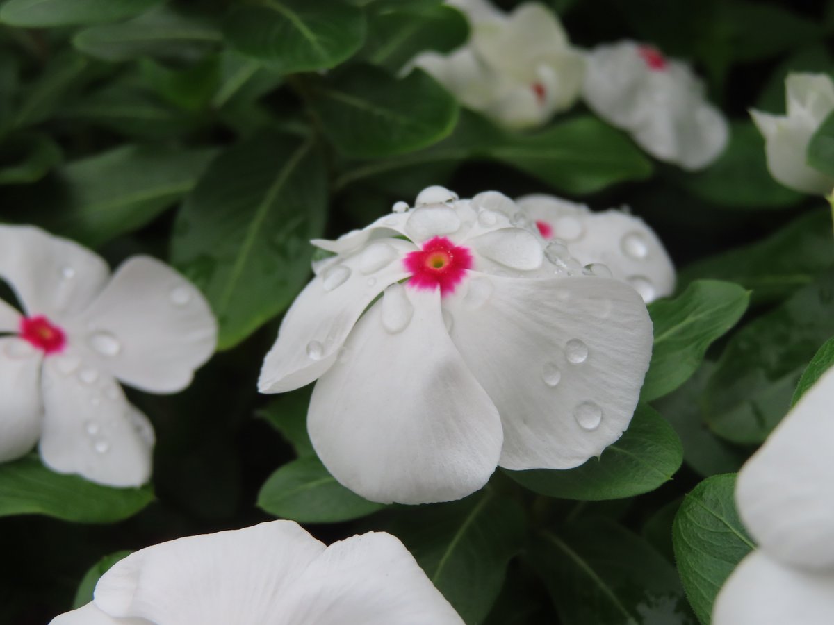 うさぎのしっぽ 7月8日の誕生花のひとつ日々草 白 マダガスカル インド原産キョウチクトウ科ニチニチソウ属の多年草 花言葉 生涯の友情 永遠の友情 若い友情 友情 学名catharanthusはギリシャ語で純粋を意味するkatharosと花を意味するanthosが