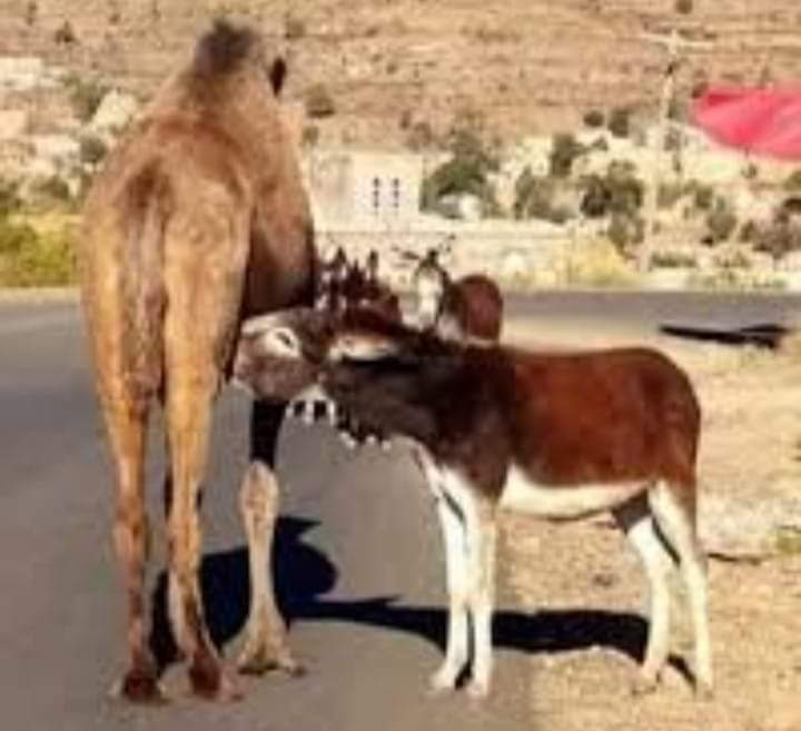 ABeihan's tweet photo. تغيرت الأيام والحل قد صار مايل 
ممنوع رفع الصوت لكن به دين 

من بعد ماقدكان رجاجيل وعقال مايل 
جتنا معا الترفيه رقصه وثنتين

زمن ابومتعب وابوفيصل ونسل الأصيل 
ولا  وماباقي إلا ياليل ياعين
#نطالب_ارجاع_صوت_الصلاه https://t.co/C7liPbZxnL