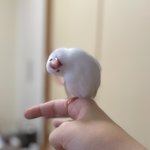 この可愛い生き物は…？鳥の可愛さがよく分かるワンショット!