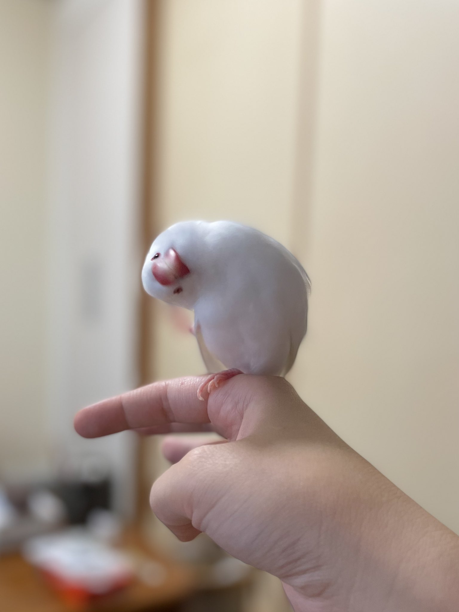 可愛いにもほどがある 飼い主を悶絶させた 文鳥の悩殺ポーズ が話題 21年7月1日 Biglobeニュース