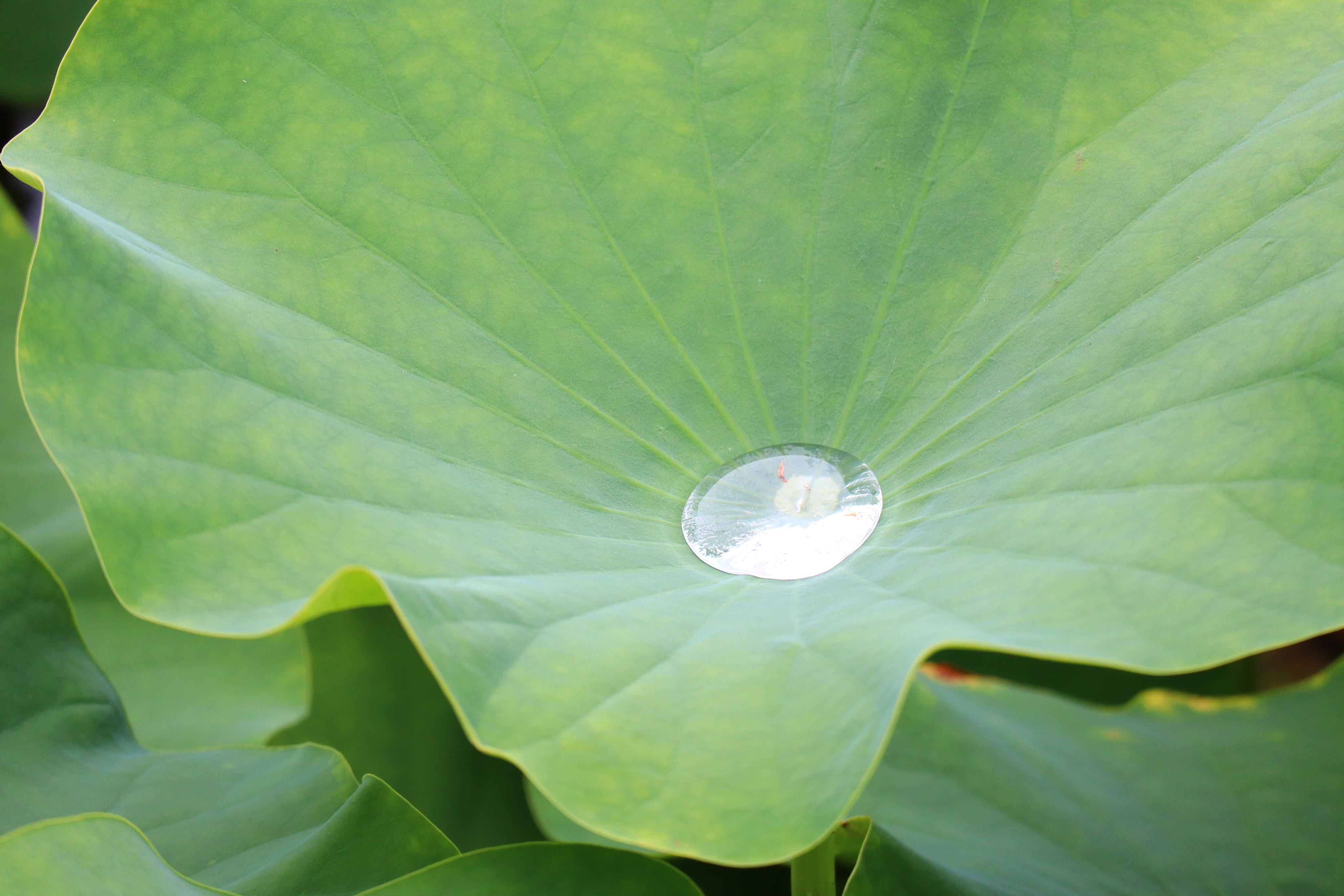 中国庭園燕趙園 燕趙園の夏の花 ついに蓮が１輪 開きました 今年の蓮は葉も 小ぶりで心配しながらの開花です よかったぁ咲いたぁ もっと咲いてくれたらいいんだけど 蓮 蓮の花 燕趙園 T Co Gf9qrdqte3 Twitter