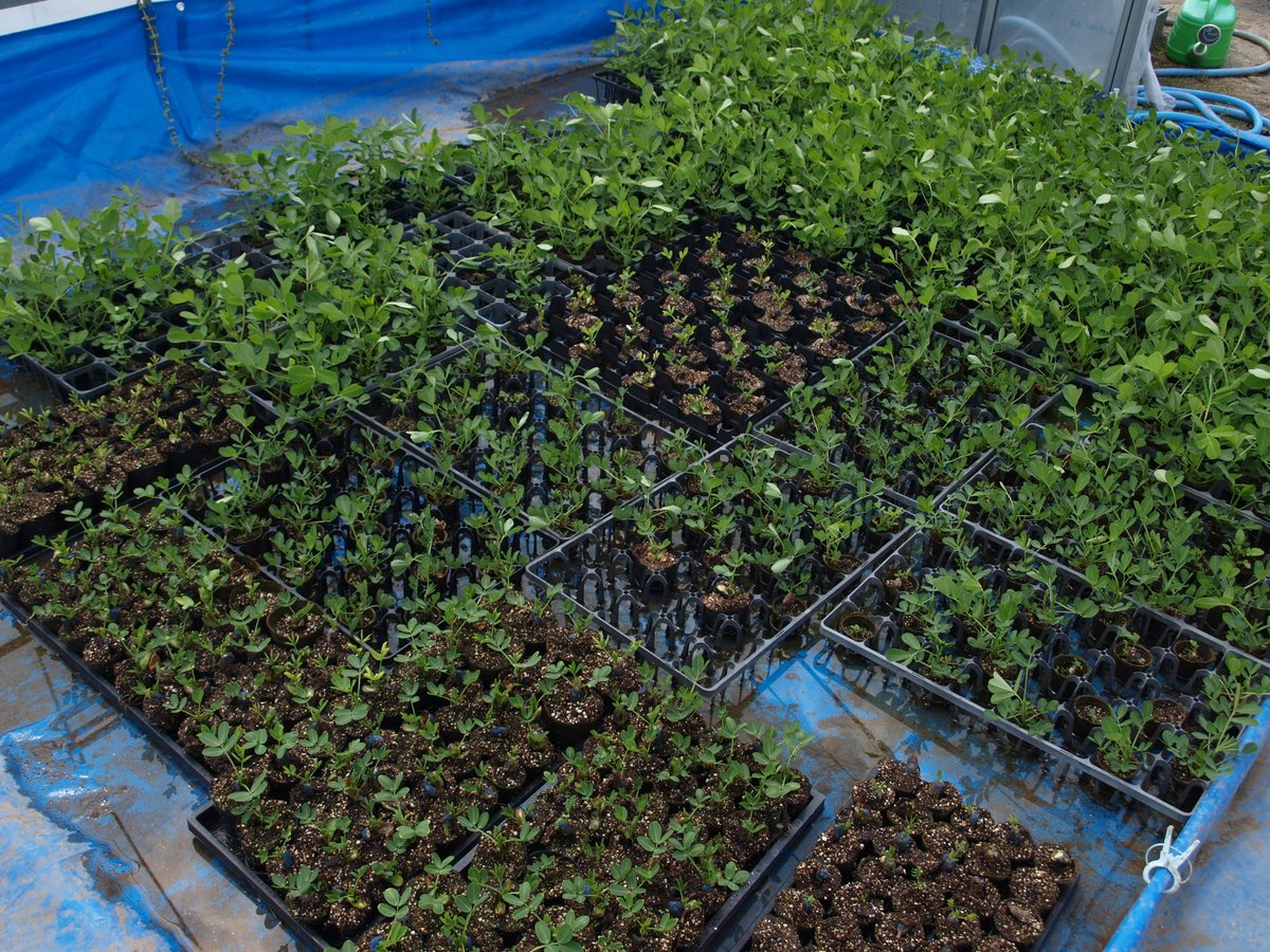 龍谷大学農学部 Ryukokuagr Twitter