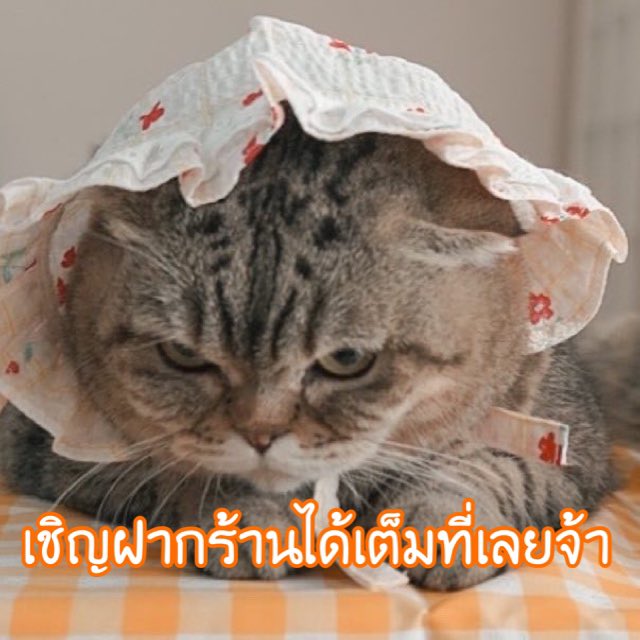 โบนัสเป็นแม่แมว tweet media