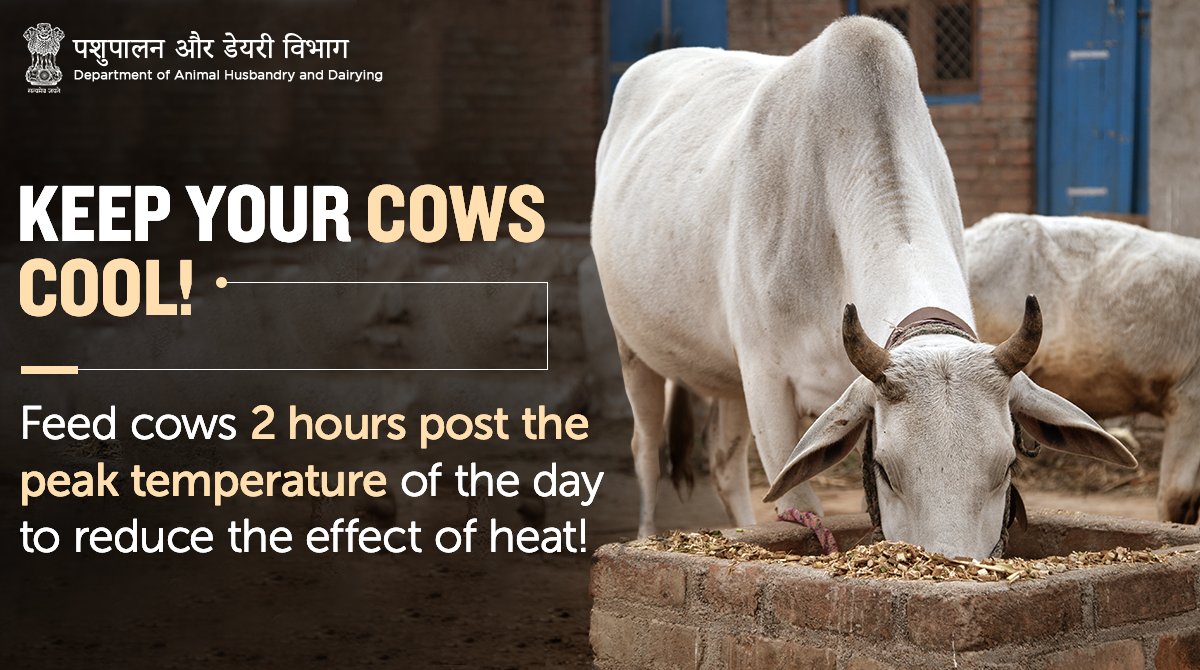 Dept of Animal Husbandry & Dairying, Min of FAH&D в Twitter: „Supplementing the #cattlefeed with food rich in antioxidants such as vitamin A & E and zinc can help reduce heat stress Dept of Animal Husbandry & Dairying, Min of FAH&D в Twitter: „Supplementing the #cattlefeed with food rich in antioxidants such as vitamin A & E and zinc can help reduce heat stress