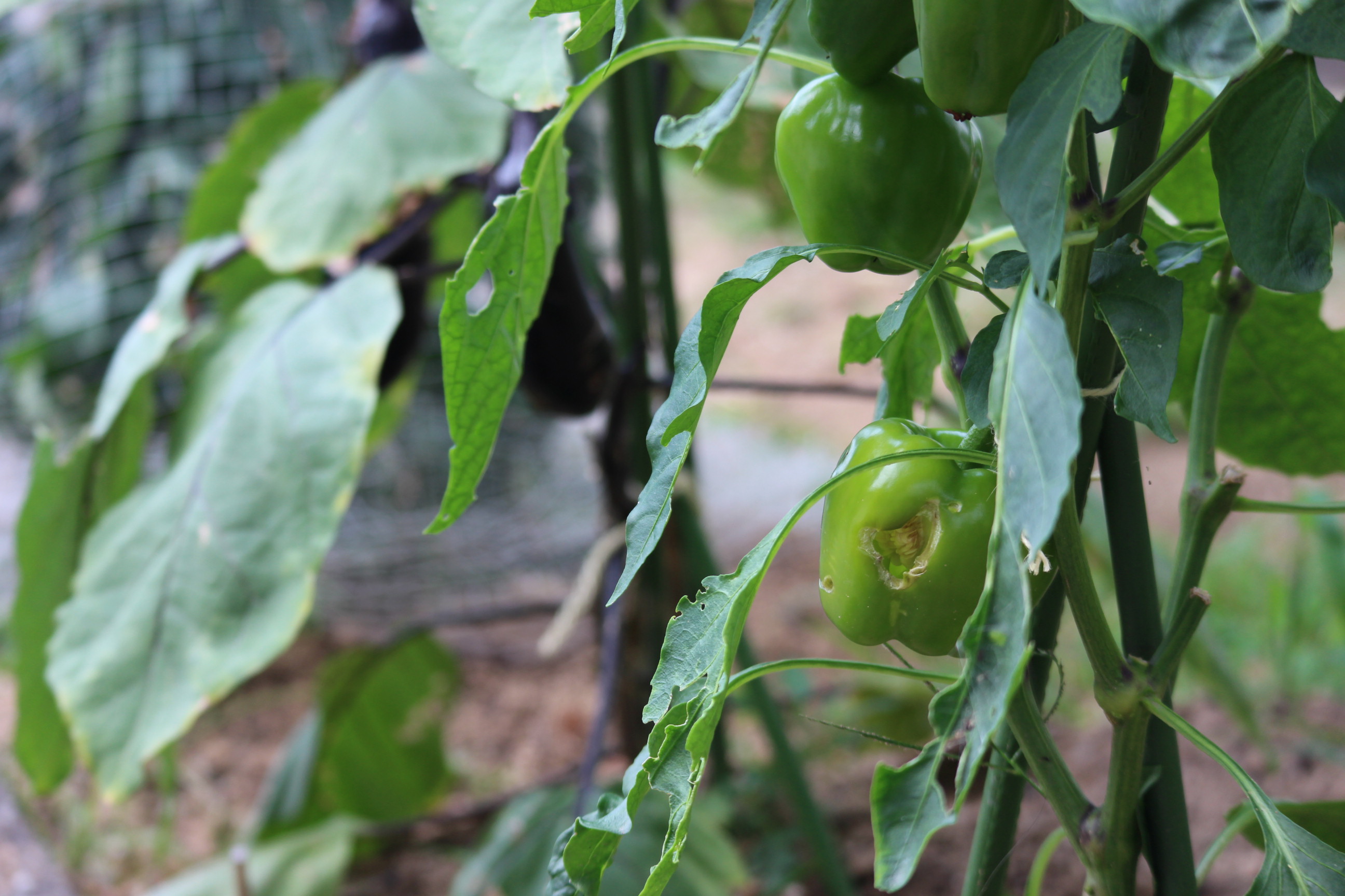 ট ইট র 福岡女学院 夏の野菜たち 中学校舎の近くに小さな菜園があります かぼちゃ ピーマン プチトマトなど 夏野菜たちがお目見えしています 虫食いのピーマンが オーガニックであることを証明しています 今日あたり 恵みの雨がふるといいですね
